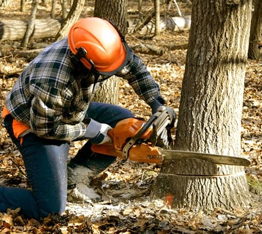 Tree Removal in Caledonia, MI